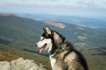 The Husky are black and white. Dog. Hiking in the mountains. Carpathian Mountains