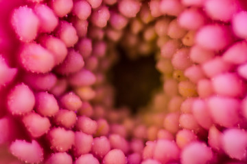 Macro Image purple Blossom close up with Blurred Background