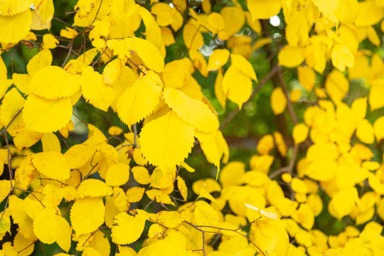 Autumn background with yellow leafs in front of green boke.