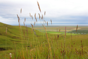 Icelandic landscape. Dry wheat in focus, green valley in blur on background. Ocean visible. Cloudy sky. Summer.