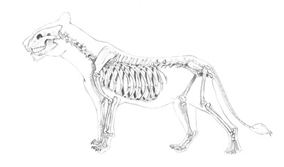 An anatomical sketch of a skeleton of a big cat: a lion, a lioness, a tiger, a leopard, a jaguar, a puma on a white background