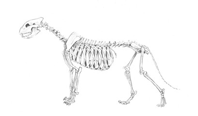 An anatomical sketch of a skeleton of a big cat: a lion, a lioness, a tiger, a leopard, a jaguar, a puma on a white background