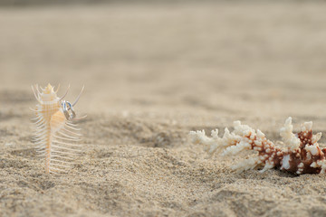 貝殻と指輪
