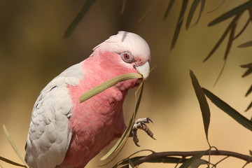 Rosakakadu
