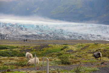Iceland. A glacier in summer. Green valley, walking sheeps, short grass and moss. Mountain around