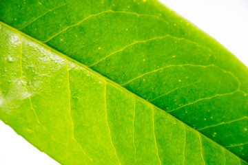 Naklejka na ściany i meble close up leaf