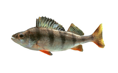 river bass on white background isolated