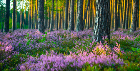 Sunny day. Blooming heather. Beautiful lawn in the forest.