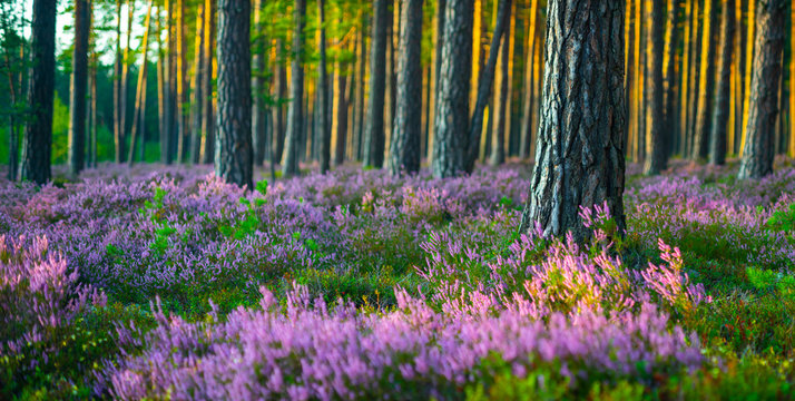 Sunny day. Blooming heather. Beautiful lawn in the forest.