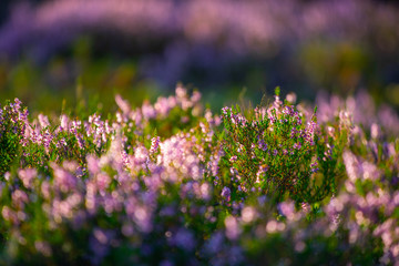 Sunny day. Blooming heather. Beautiful lawn in the forest.