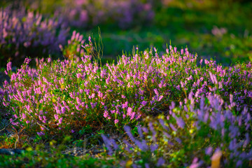 Obraz premium Sunny day. Blooming heather. Beautiful lawn in the forest.