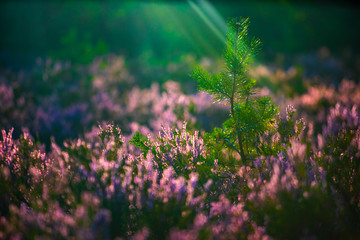 Sunny day. Blooming heather. Beautiful lawn in the forest.