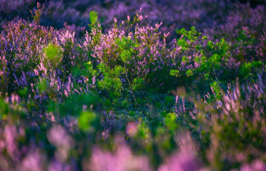 Obraz premium Sunny day. Blooming heather. Beautiful lawn in the forest.