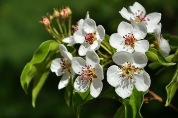 flowers on a green background