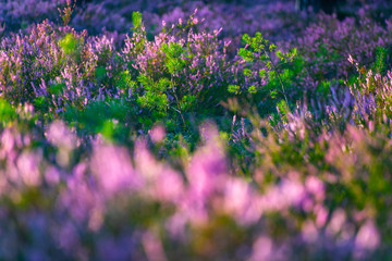 Obraz premium Sunny day. Blooming heather. Beautiful lawn in the forest.