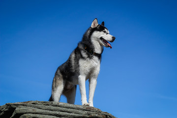 The Husky are black and white. Dog. Hiking in the mountains. Carpathian Mountains