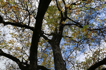 Naklejka premium ARBOLES BOSQUES rios 