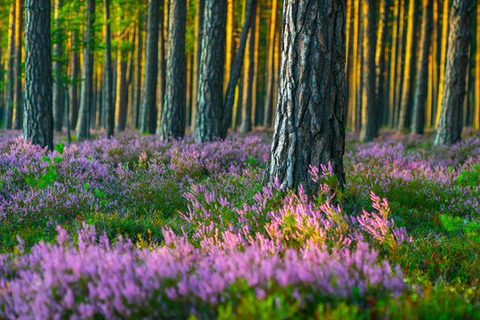 Sunny day. Blooming heather. Beautiful lawn in the forest.