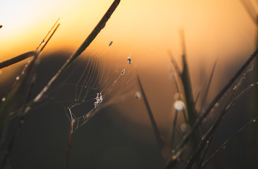 spiderweb