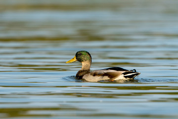 Obraz premium Male Mallard Duck Swimming in River
