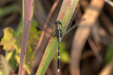 big dragonfly on a branch