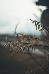 Flowers in early spring in on a cloudy day