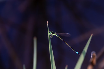 Damselfly on a blade of grass