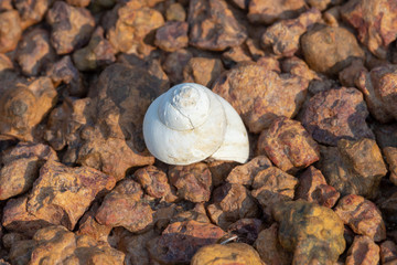 white shells on the Laterite stone
