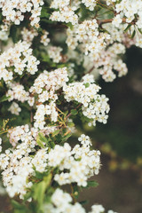 Flowers in early spring