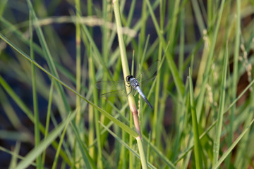 white dragonfly on a blade of grass