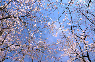 桜　春イメージ