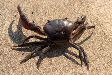 top view crab on the floor