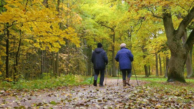 Elderly Couple Engaged In Nordic Walking In A Beautiful Autumn Forest