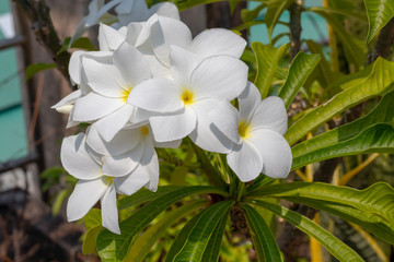 Fototapeta na wymiar bouquet of white flowers in the garden