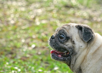 Pug dog closeup, side view. Outdoor.