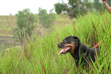Portrait of a handsome Rottweiler dog