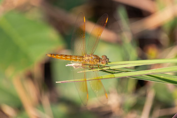 golden dragonfly on a leaf