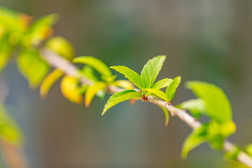 Fototapeta premium The first green leaves in the spring. Seasonal nature environment concept