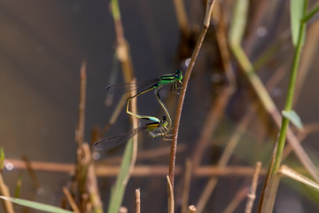 Damselflies breeding on the grass