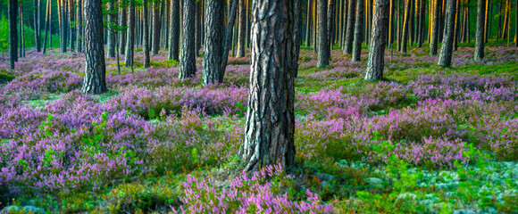 Sunny day. Blooming heather. Beautiful lawn in the forest.
