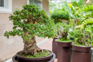 Fototapeta na wymiar Bonsai tree in the Japanese Garden. Shape of the tree trunk creates beautiful art of nature.