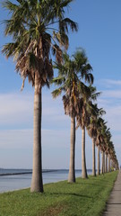 palm trees on the beach