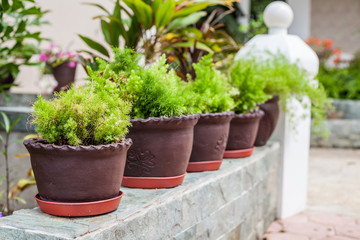 Fototapeta na wymiar Closeup of green plants growing in pots aligned in a row in a garden 