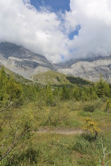 arboles bosques arrollos 