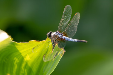 white and orange dragonfly on a blade of grass