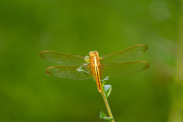golden dragonfly on a leaf