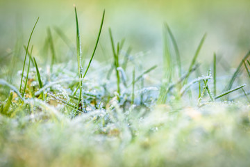 frosy ice on green grass