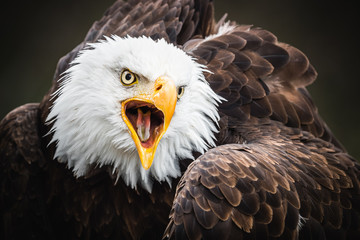 Weißkopf Seeadler 
