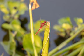 red dragonfly on a branch