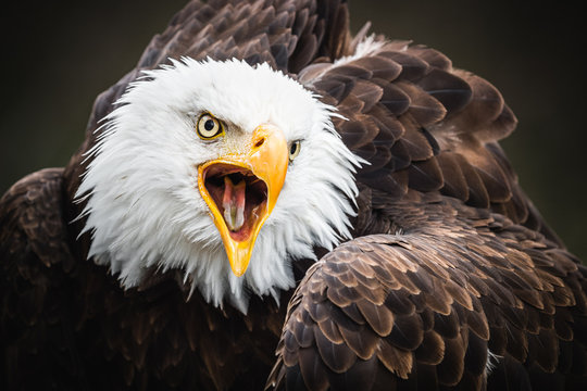 Wei&szlig;kopf Seeadler 